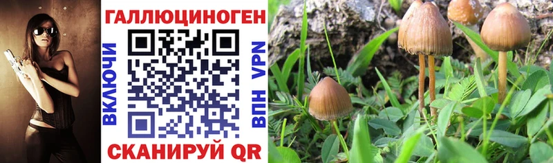 Псилоцибиновые грибы Cubensis  купить  цена  Александровск-Сахалинский 